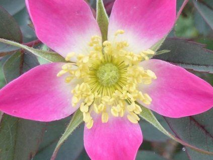rosa glauca