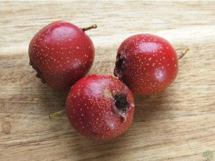Hloh 'Big Mao Mao'  Crataegus pinnatifida ´Big Mao Mao´