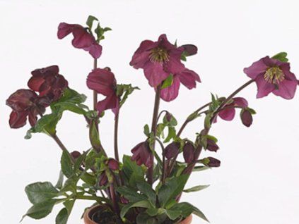dacaya red