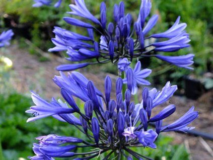 Kalokvět 'Midnight Star' - Agapanthus 'Midnight Star'  Agapanthus 'Midnight Star'