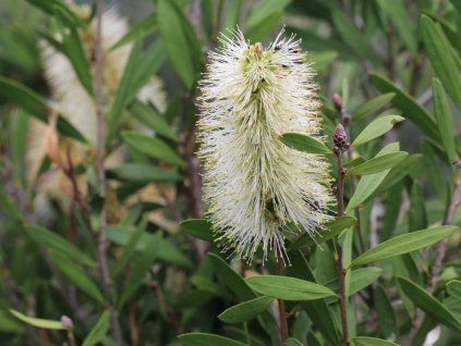 Štětkovec 'Bianco'  Callistemon pallidus 'Bianco'