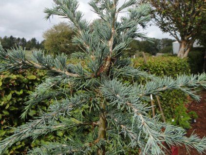 Cedr himalájský 'Bushes Electra'  Cedrus deodara 'Bushes Electra'