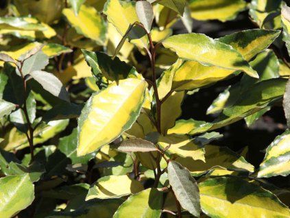 Hlošina Ebbingeova 'Eleador'  Elaeagnus x ebbingei 'Eleador'