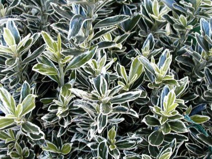 Brslen japonský 'Pulchellus Argenteovariegatus'  Euonymus japonicus 'Pulchellus Argenteovariegatus'