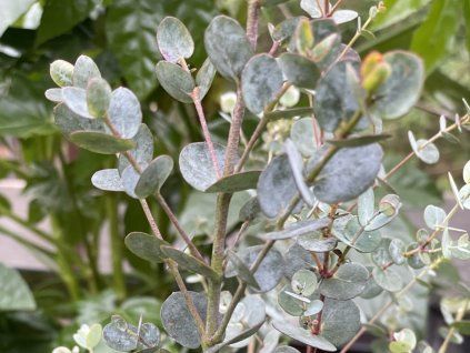 Blahovičník gunnii 'Blue Ice'  Eucalyptus gunnii 'Blue Ice'