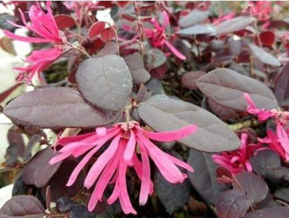 Loropetalum čínské 'Fede'  Loropetalum chinense 'Fede'