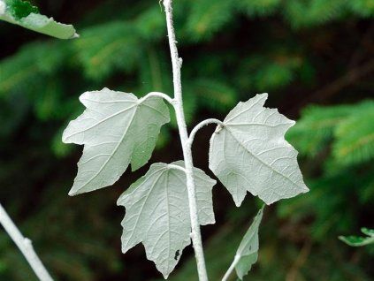 Topol bílý 'Nivea'  Populus alba 'Nivea'