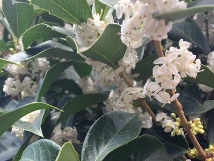 Vonokvětka cesmínolistá  Osmanthus aquifolium
