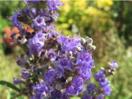 Drmek obecný 'Azureum'  Vitex agnus-castus 'Azureum'