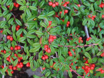 Skalník vrbolistý 'Repens'  Cotoneaster salicifolius 'Repens'