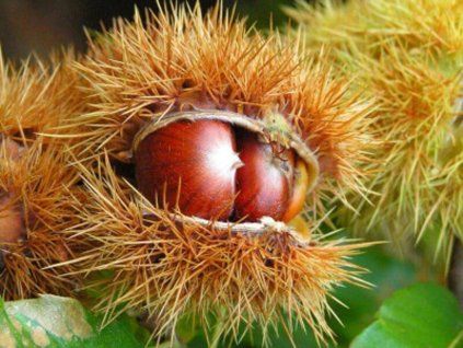 chataignier marron dore de lyon castanea sativa