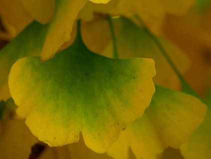 Ginkgo biloba Blagon leafs 2
