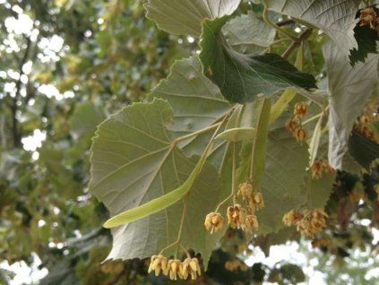 Lípa stříbrná 'Brabant'  Tilia tomentosa 'Brabant'