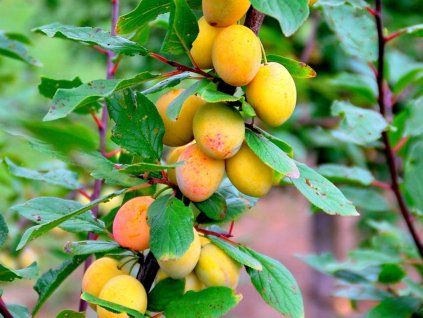 Mirabelka 'Miroma'  Prunus domestica subsp. syriaca 'Miroma'