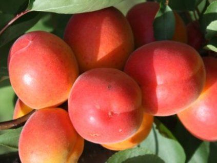 Meruňka 'Sylred'  Prunus armeniaca 'Sylred'