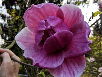 blackberry rose