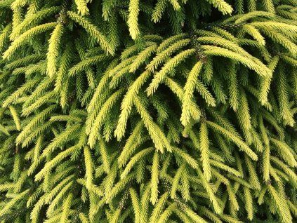 spring frost2
