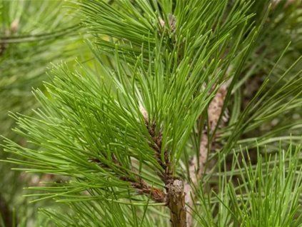 Borovice hustokvětá 'Fastigiata'  Pinus densiflora 'Fastigiata'