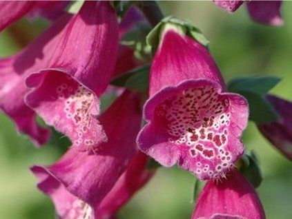 Náprstník červený 'Virtuoso Red'  Digitalis purpurea'Virtuoso Red'