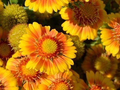 gaillardia arizona Apricot