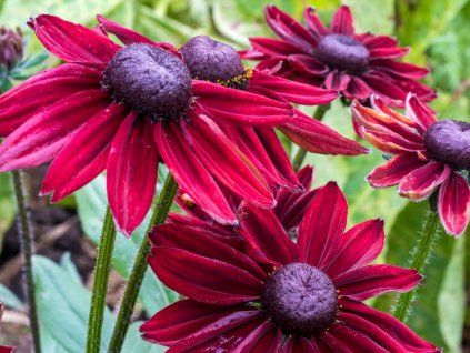 Třapatka (rudbékie) srstnatá 'Cherry Brandy'  Rudbeckia hirta 'Cherry Brandy'