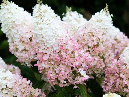 Hortenzie latnatá LIVING STRAWBERRY BLOSSOM 'LCN03'  Hydrangea paniculataLIVING STRAWBERRY BLOSSOM 'LCN03'
