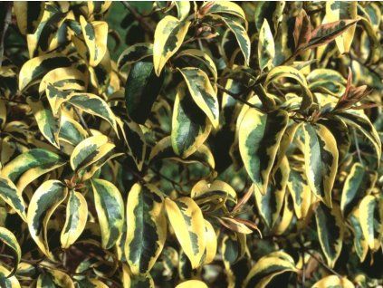 Ptačí zob lesklý 'Tricolor'  Ligustrum lucidum 'Tricolor'