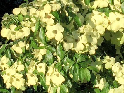 Dřín hlavatý 'Mountain Moon'  Cornus capitata 'Mountain Moon'