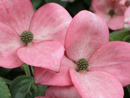 Dřín japonský 'Heart Throb'  Cornus kousa 'Heart Throb'