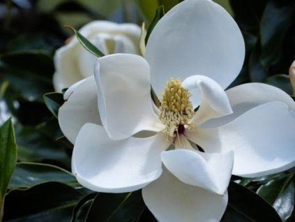 Šácholán velkokvětý 'Twenty Four Below'  Magnolia grandiflora 'Twenty Four Below'
