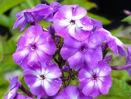 127432 plamenka latnata little laura phlox paniculata little laura