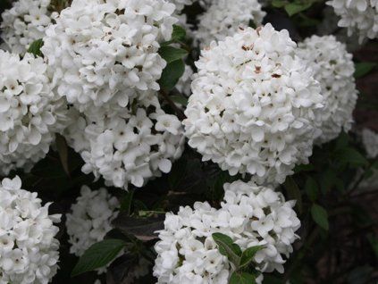 Kalina 'Eskimo'  Viburnum'Eskimo'