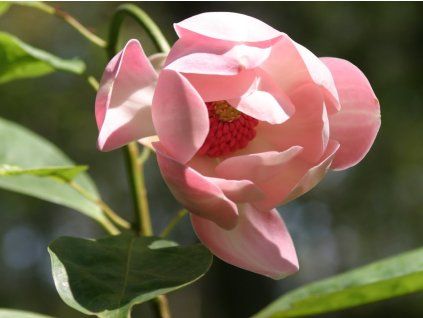 Magnolie 'Oyama Rose'  Magnolia 'Oyama Rose'