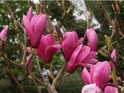 Magnolie 'Yaeko'  Magnolia 'Yaeko'