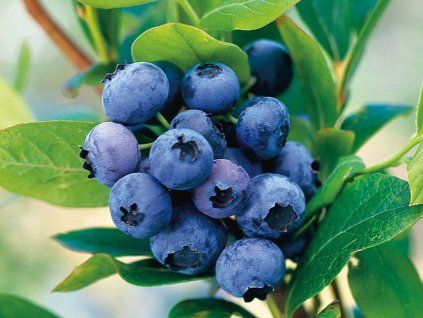 Kanadská borůvka 'Goldtraube 53'  Vaccinium corymbosum 'Goldtraube 53'