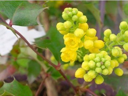 Mahónie wagnerova 'Fireflame'  Mahonia x wagneri 'Fireflame'