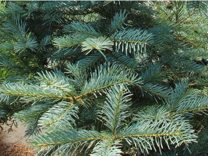 Jedle modrá 'Leuteneggeri'  Abies grandis x concolor 'Leuteneggeri'