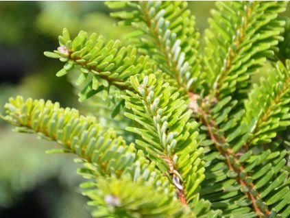 Jedle Fargesova 'Headfort'  Abies fargesii 'Headfort'