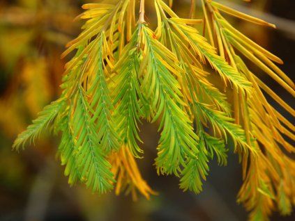 Metasequoia Brown dawn