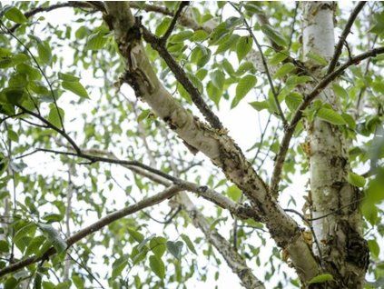 Bříza užitečná 'Jermyns'  Betula utilis 'Jermyns'
