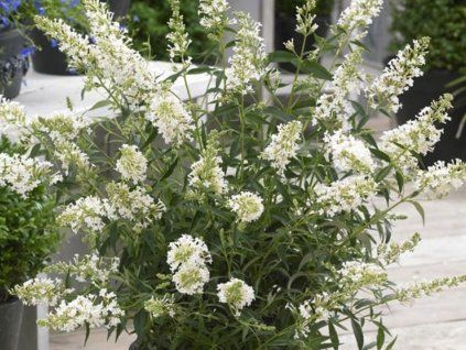 Komule Davidova 'Butterfly Tower White'  Buddleja davidii 'ButterflyTower White'