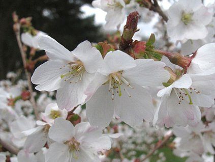 Slivoň vyříznutá 'Compacta'  Prunus incisa 'Compacta'