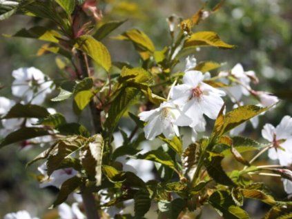 Sakura ozdobná 'Benekom'  Prunus serrulata 'Benekom'