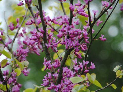 Zmarlika jidášova 'Bodnant'  Cercis siliquastrum 'Bodnant'