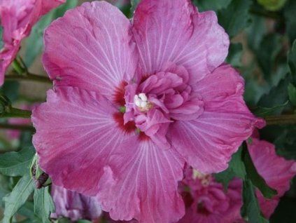 Ibišek syrský POMPEI 'Minsygrou02'  Hibiscus syriacus POMPEI 'Minsygrou02'