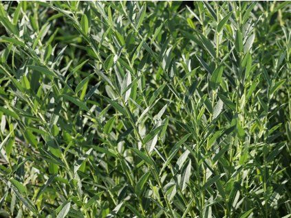 Vrba rozmarýnolistá 'Tiny Pearls'  Salix rosmatinifolia 'Tiny Pearls'