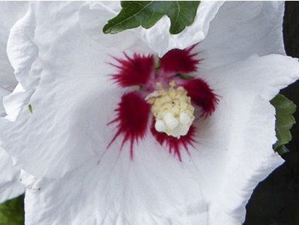 hibiscus syriacus sup heart minomb 1