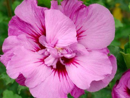 Ibišek syrský TAHITI 'Mineru'  Hibiscus syriacus TAHITI 'Mineru'