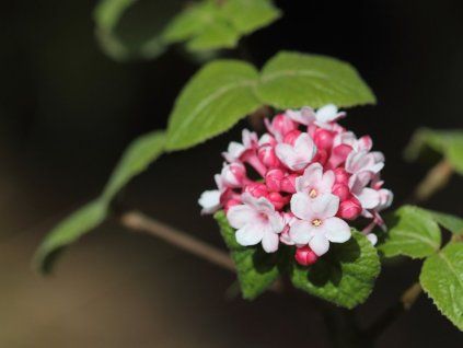 Kalina Carlesova 'Diana'  Viburnum x carlesii 'Diana'