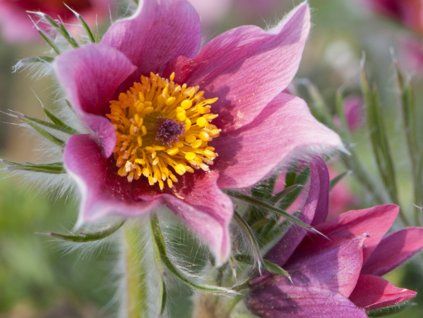 Koniklec obecný 'Rosen Glocke'  Pulsatilla vulgaris 'RosenGlocke'